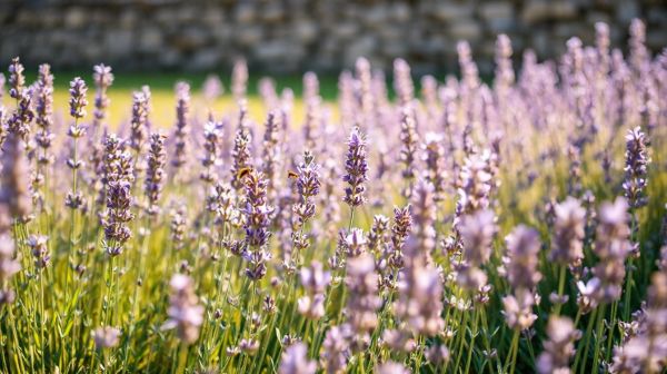 Découvrez comment l'huile essentielle de lavandin améliore votre bien-être